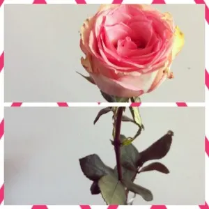 photo application instasize